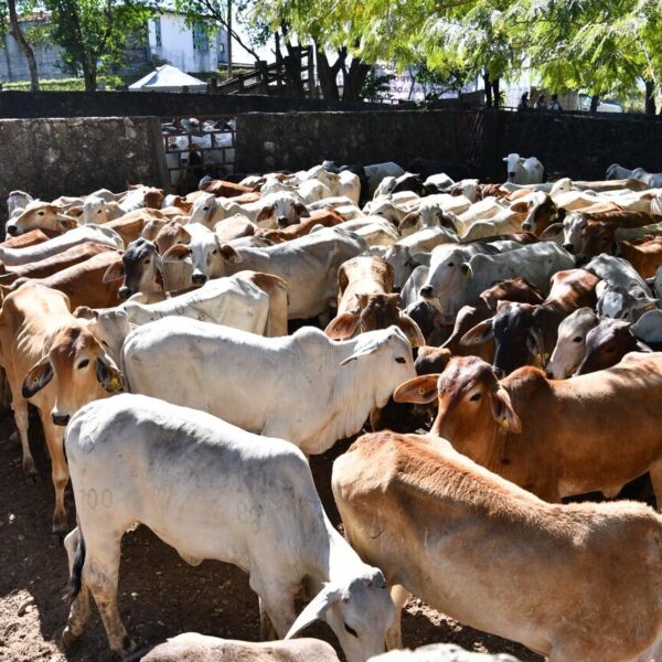 Con la entrega de paquetes del Crédito Ganadero a la Palabra, comienza el repoblamiento pecuario en zonas donde había decaído la producción
