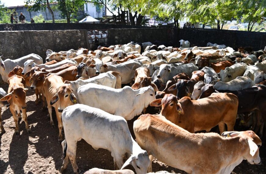 Con la entrega de paquetes del Crédito Ganadero a la Palabra, comienza el repoblamiento pecuario en zonas donde había decaído la producción