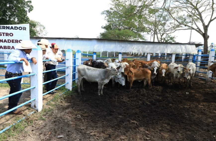 Avanza sin demora Crédito Ganadero a la Palabra, se han entregado 15 mil vientres a productores de 7 municipios a la fecha