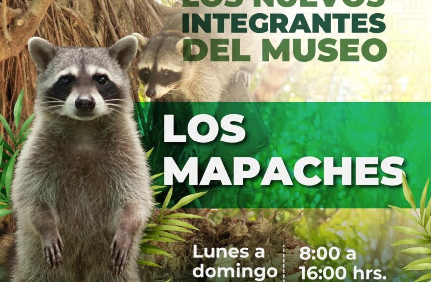 El Parque Museo La Venta recibe a nuevos inquilinos: un par de mapaches