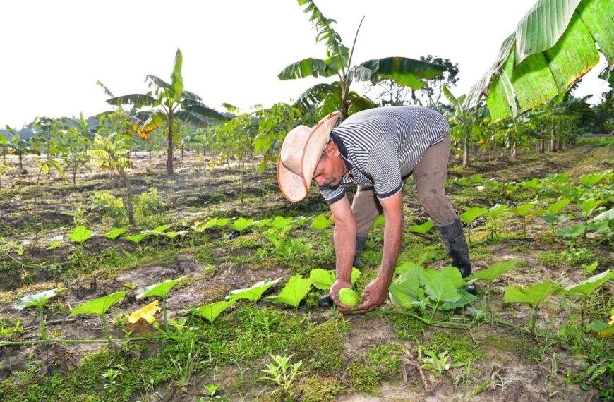 Sembrando Vida Tabasco transforma realidad de comunidades rurales en Cárdenas