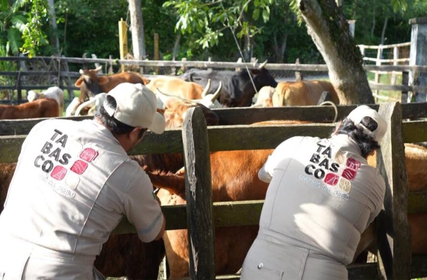 Tabasco avanza en recuperación de estatus sanitario en ganadería; concluye barrido en Jalpa de Méndez sin casos de tuberculosis