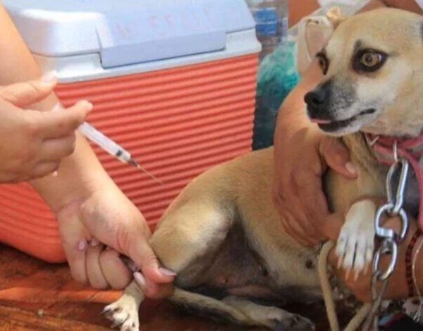 Ayuntamiento de Centro acerca atención veterinaria gratuita