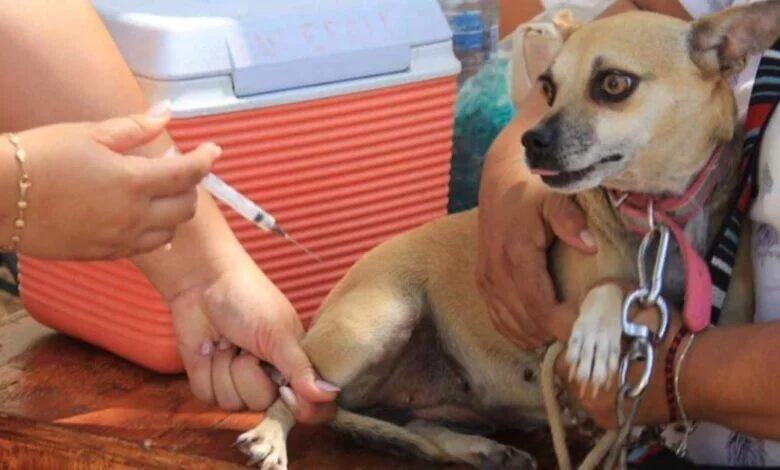 Ayuntamiento de Centro acerca atención veterinaria gratuita