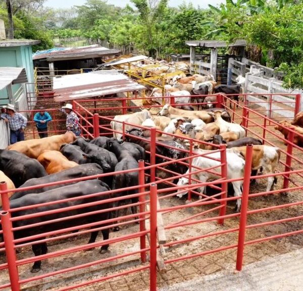 Avanza censo de “Crédito Ganadero a la Palabra”; verificaciones arrancarán el próximo lunes en Jalpa de Méndez