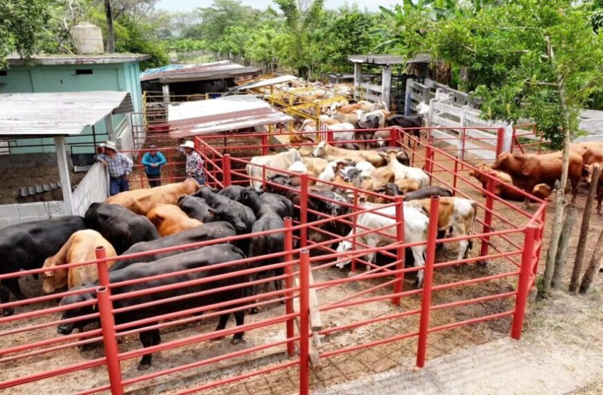 Avanza censo de “Crédito Ganadero a la Palabra”; verificaciones arrancarán el próximo lunes en Jalpa de Méndez