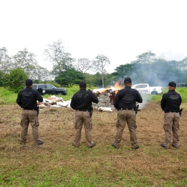 Destruyen casi una tonelada de narcóticos asegurados en operativos coordinados entre fuerzas federales y estatales