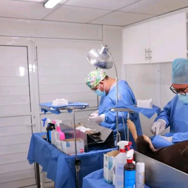 Cerca de mil 900 perros se han esterilizado en Centro en la Unidad Móvil de Esterilización Canina y Felina