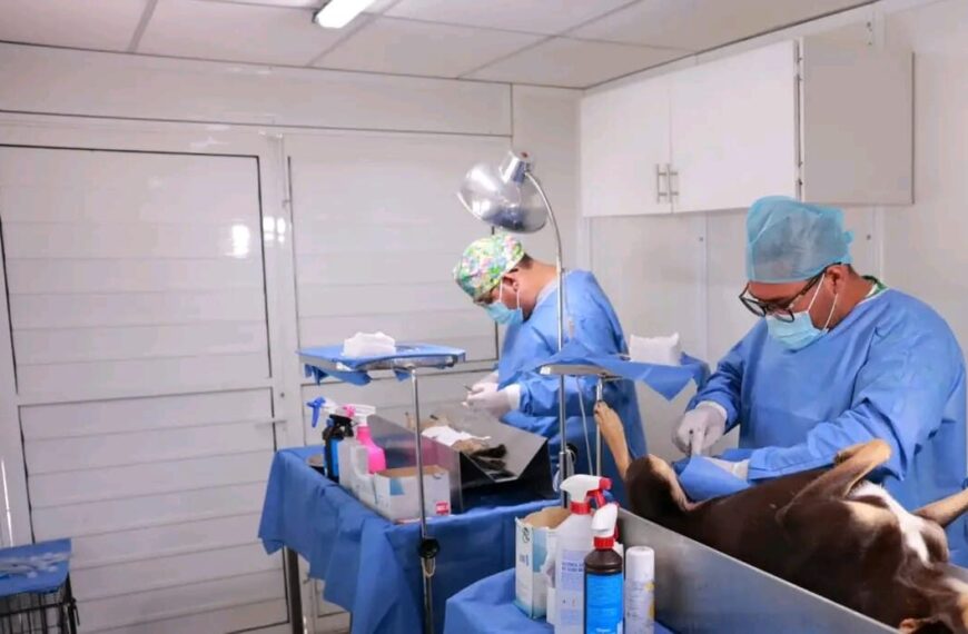 Cerca de mil 900 perros se han esterilizado en Centro en la Unidad Móvil de Esterilización Canina y Felina
