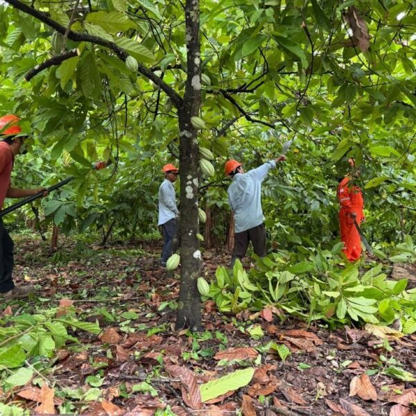 Combate directo a la moniliasis: SEDAP inicia programa de poda fitosanitaria del cacao en Comalcalco