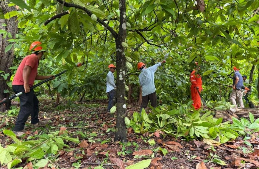 Combate directo a la moniliasis: SEDAP inicia programa de poda fitosanitaria del cacao en Comalcalco