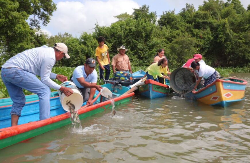 Siembra Gobierno de Centro más de 1.4 millones de crías de mojarra tilapia