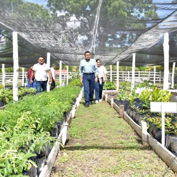 Sembrando Vida consolida arraigo, producción y economía comunitaria en Tabasco:&nbsp; Javier May