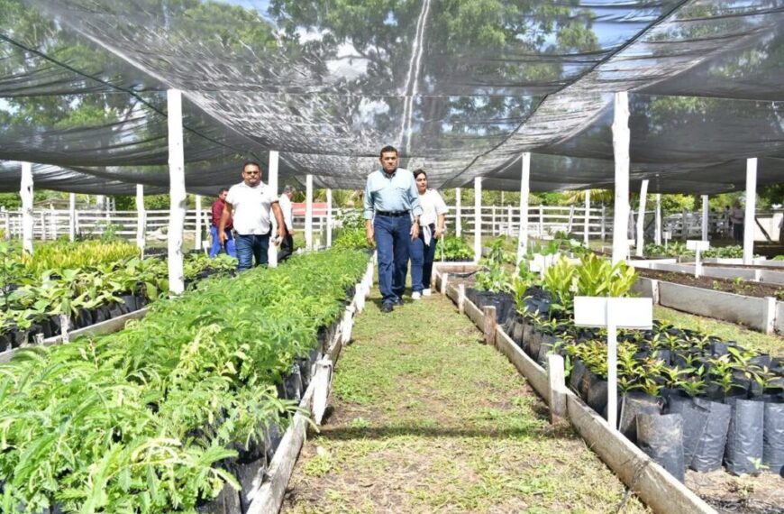 Sembrando Vida consolida arraigo, producción y economía comunitaria en Tabasco: Javier May