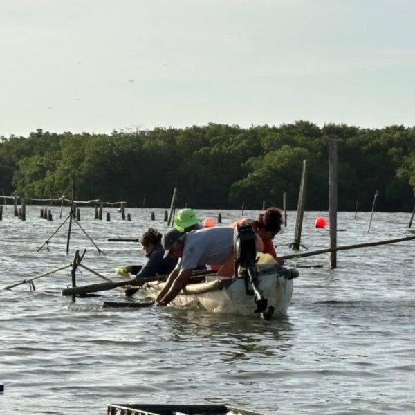 Fortalece Pescando Vida la producción y comercialización de ostión en la Laguna Mecoacán