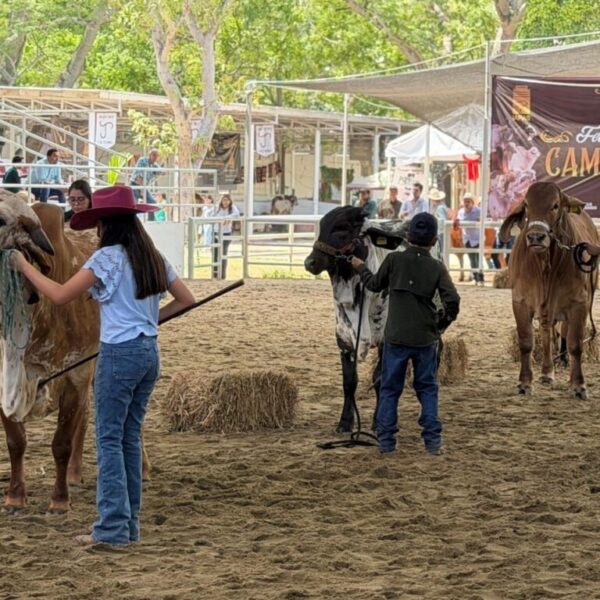 Clausuran con éxito la Muestra Mexicana del Cebú en Tabasco