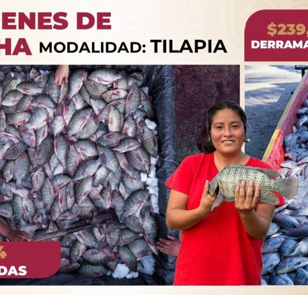 Programas productivos del Gobierno del Pueblo fortalecen la economía estatal al generar una derrama económica de más de 260 mdp