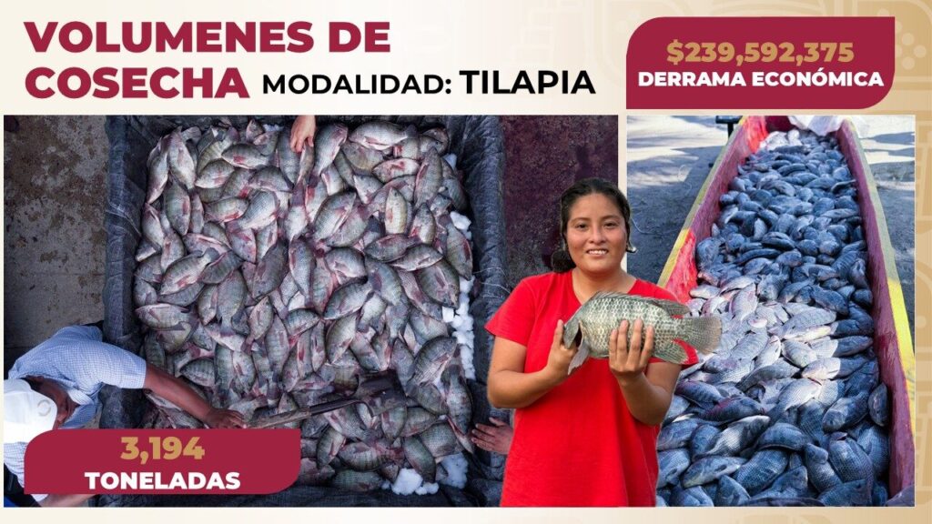 Programas productivos del Gobierno del Pueblo fortalecen la economía estatal al generar una derrama económica de más de 260 mdp