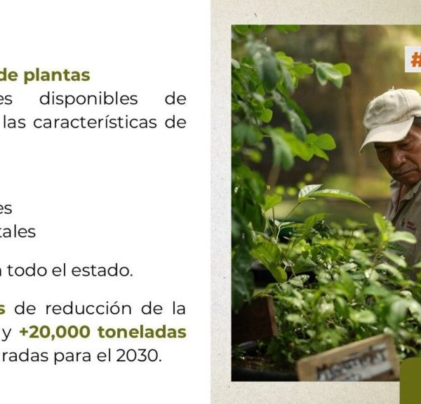 Convoca Javier May a Tabasco a sembrar futuro con 2.5 millones de plantas, este 4 de octubre